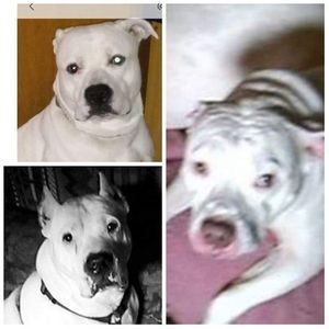 Meet your Posher, Tom